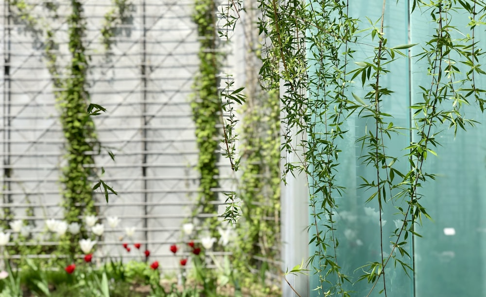 green vines hanging at the garden