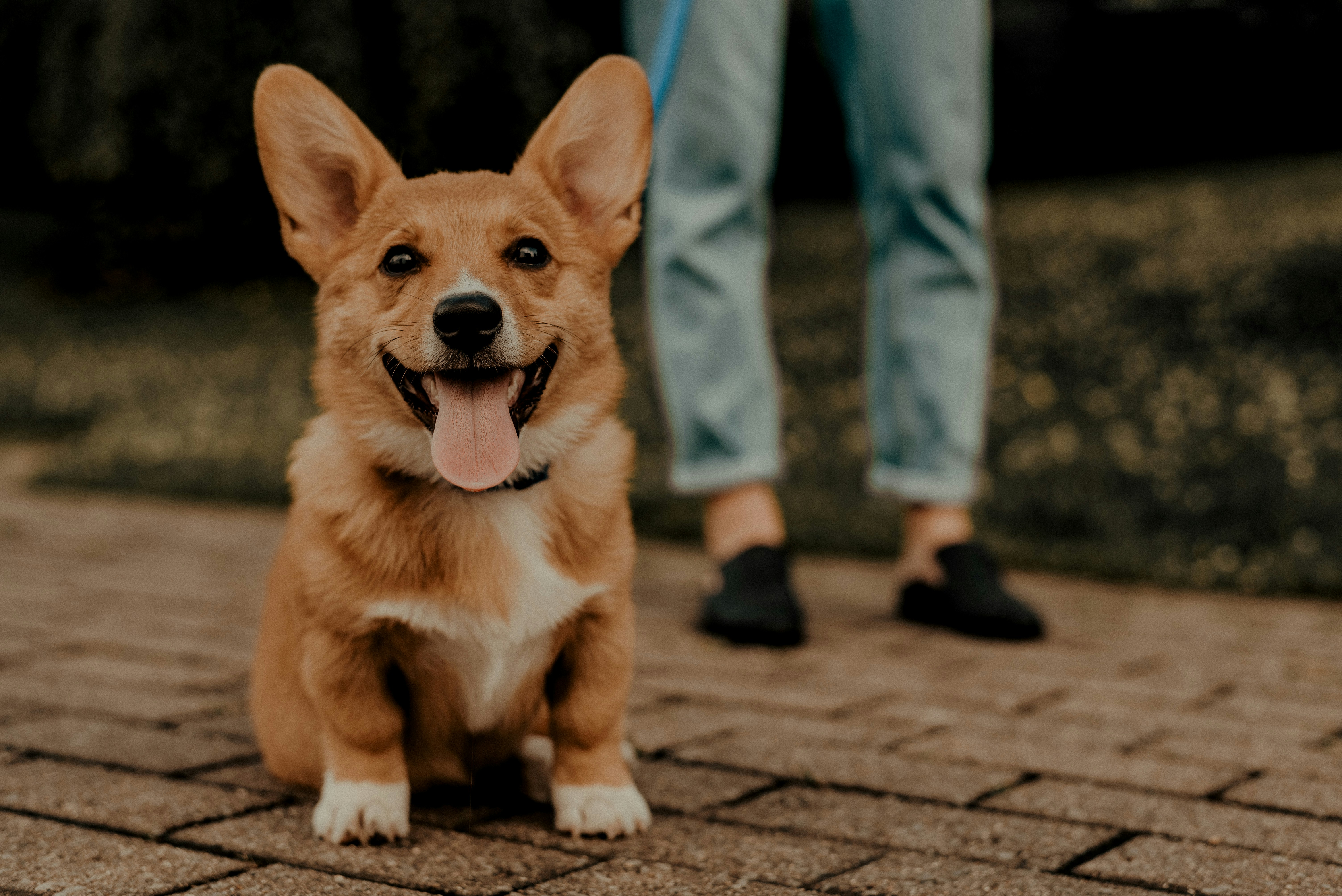 Calm and happy dog waiting patiently while sitting