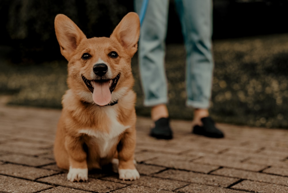 adult brown corgi