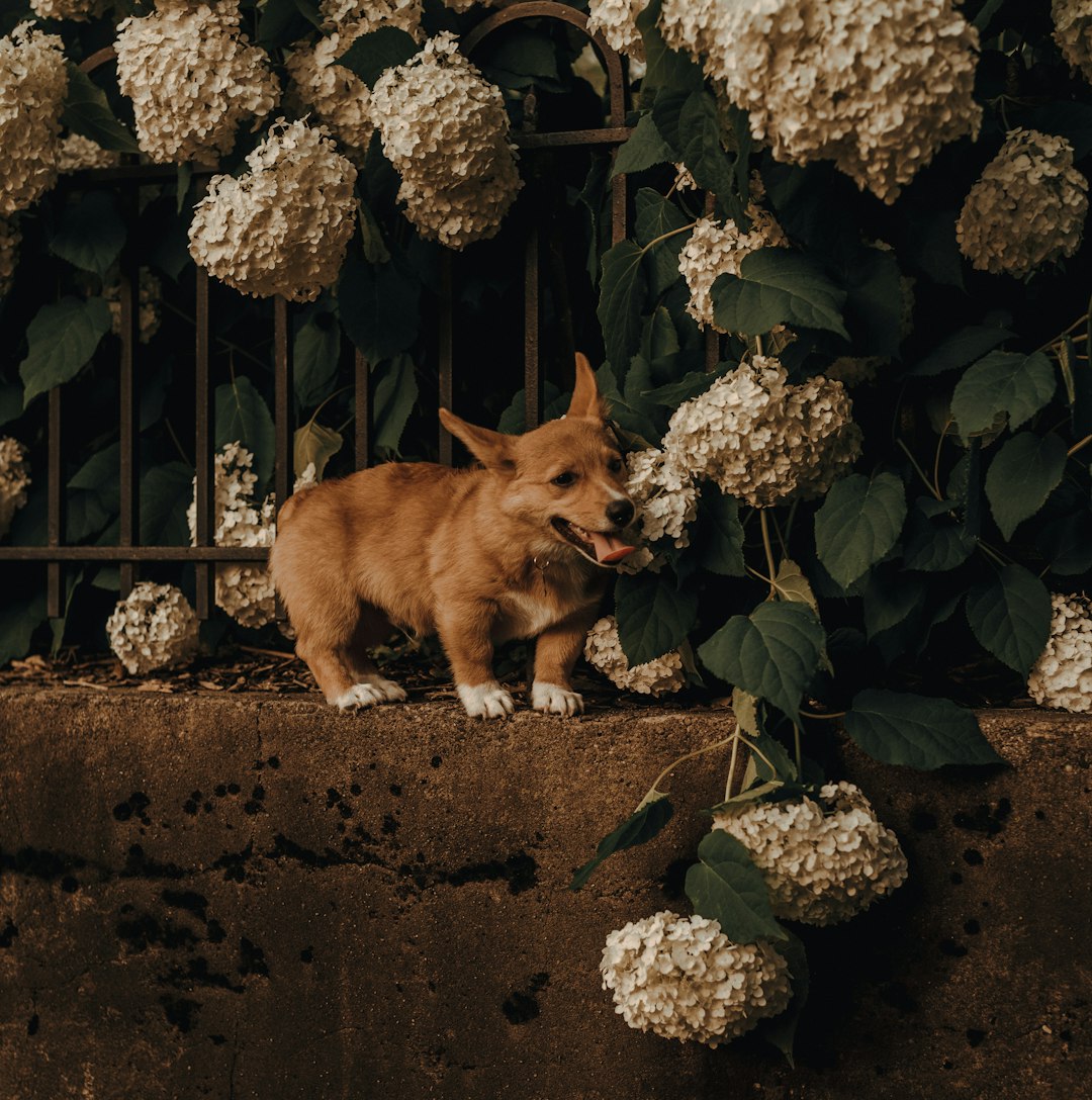 brown corgi on concrete fence