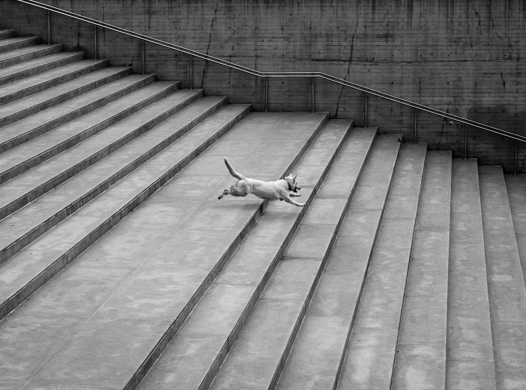 dog running down the stairrs