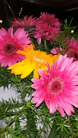 Bright and vibrant flowers, primarily pink and orange gerbera daisies, are surrounded by rich green foliage. The flowers are fresh and vividly colored, creating a striking contrast with the dark background.