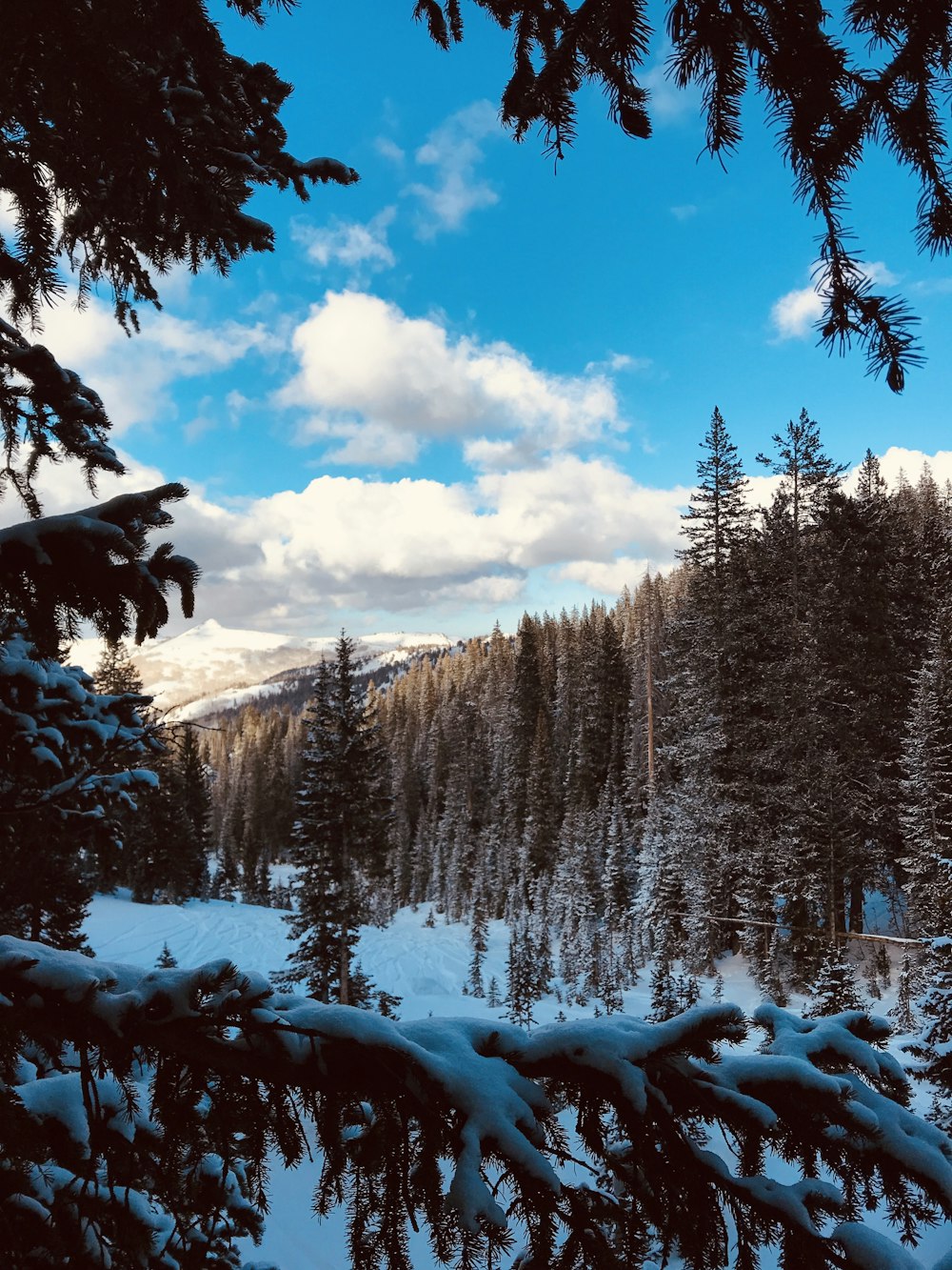 brown pine trees during daytime