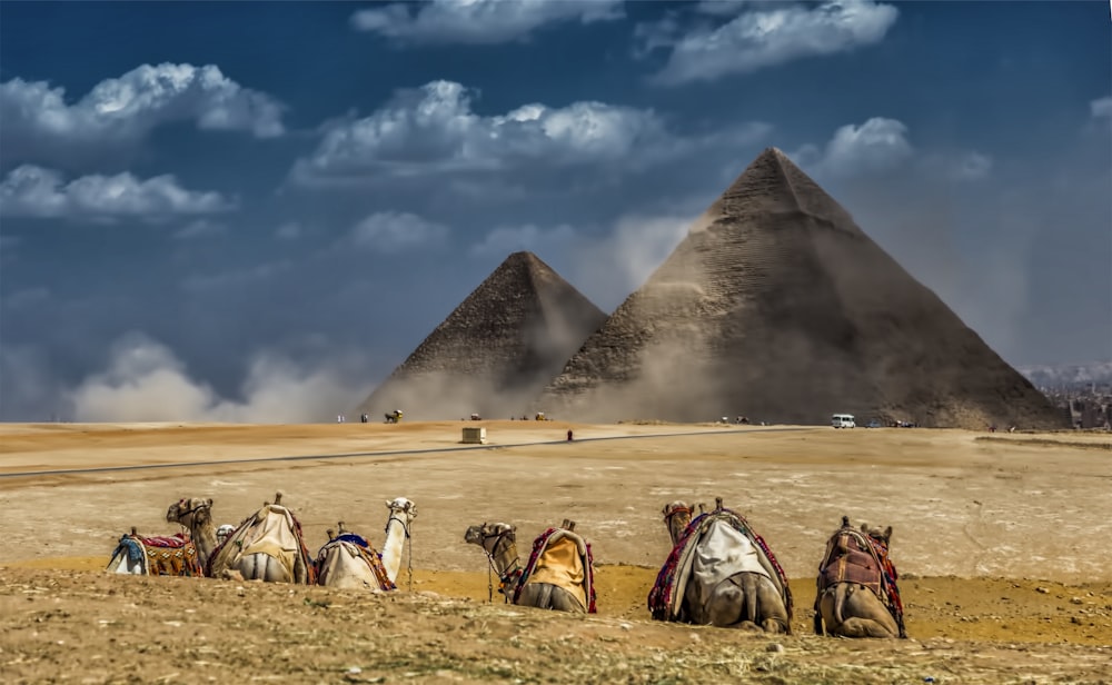 camels near pyramid