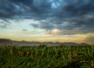 A scenic view of the banana plantation fields in Bengaluru, bathed in warm morning light.