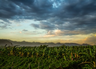 Banana plantation in Kerala with morning sunlight.