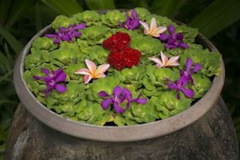 A ceramic pot is filled with green aquatic plants, decorated with purple and red flowers along with pink and white frangipani blossoms laid on top, creating a vibrant floral arrangement.