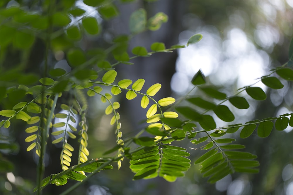 緑の葉の植物