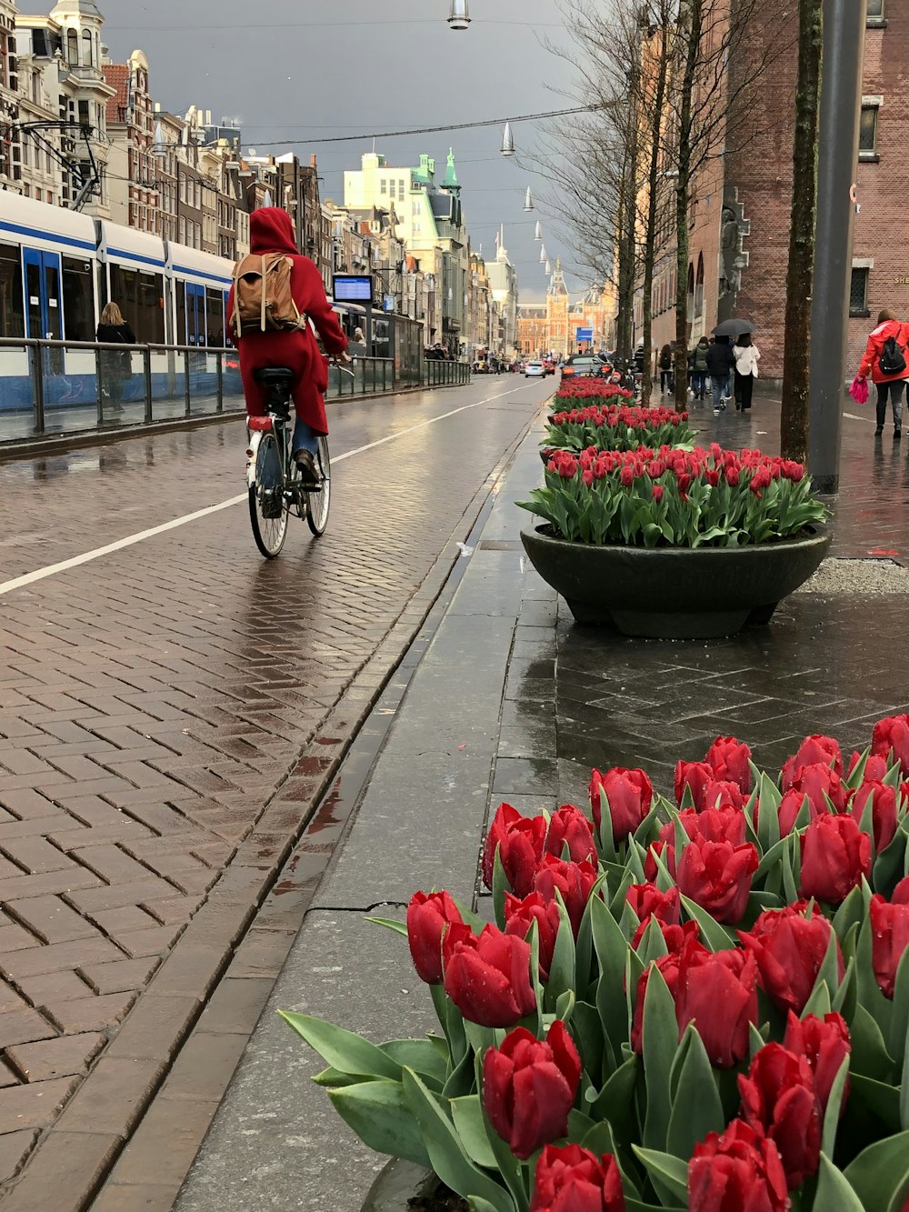 person riding on bicycle passing by flowers