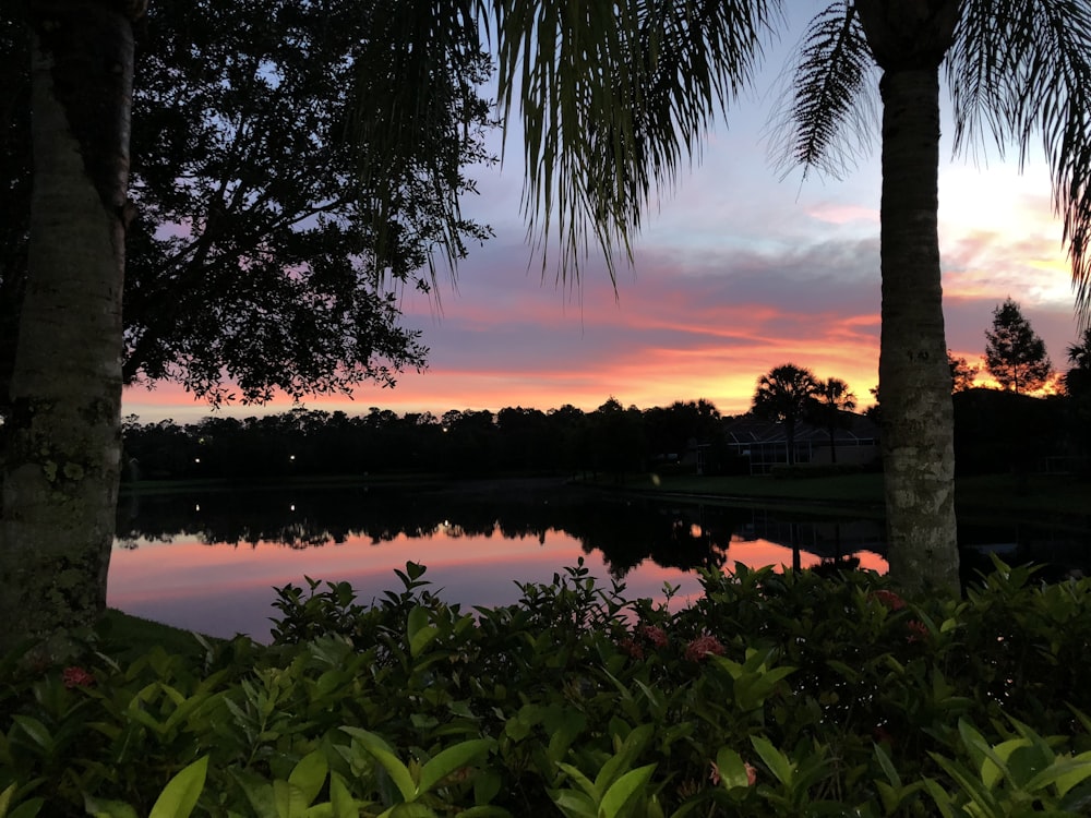 silhouette photo of lake beside trees