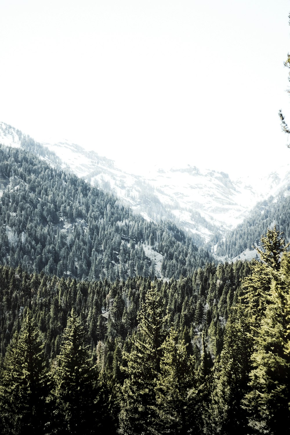 green trees on mountain