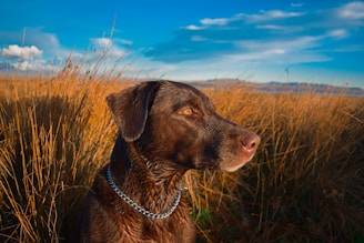 brown Labrador retriever near brown field under blue and white skies