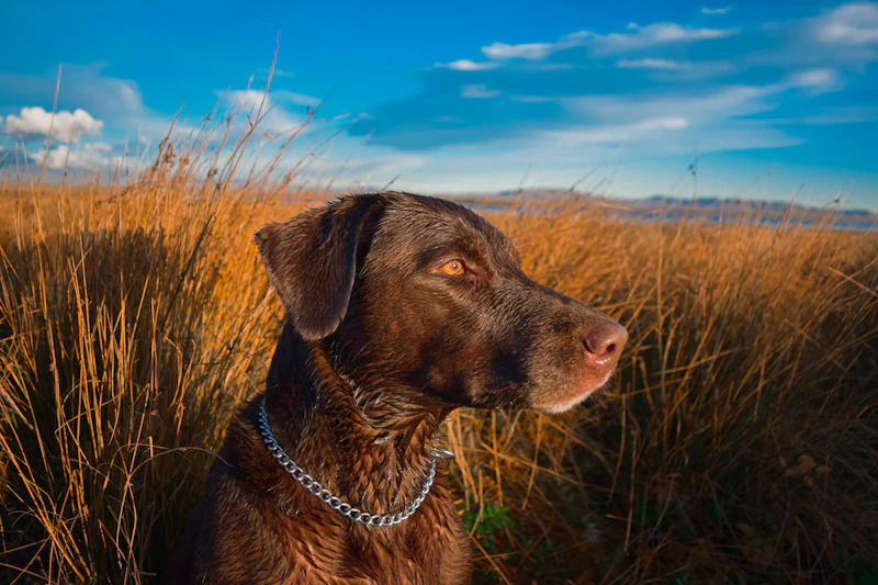 Kodiak, a chocolate Ridgeline male from the 2025 litter, in tall prairie grass under a blue sky