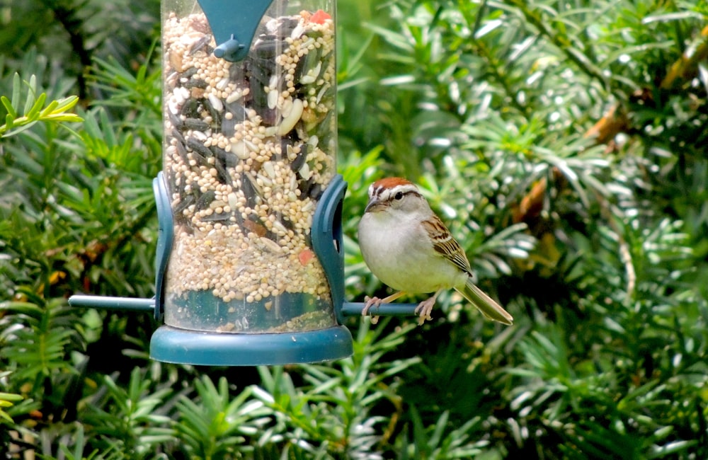 white and brown bird beside hanging tumbler