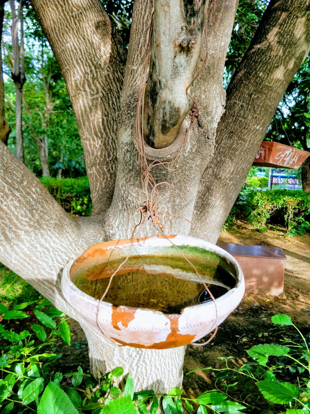 round white pot hanging near tree