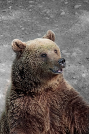 brown bear
