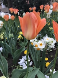 A vibrant garden scene with several blooming flowers including orange tulips and white daffodils with yellow centers. The flowers are surrounded by rich green leaves and a dark soil background, suggesting a well-maintained flowerbed.