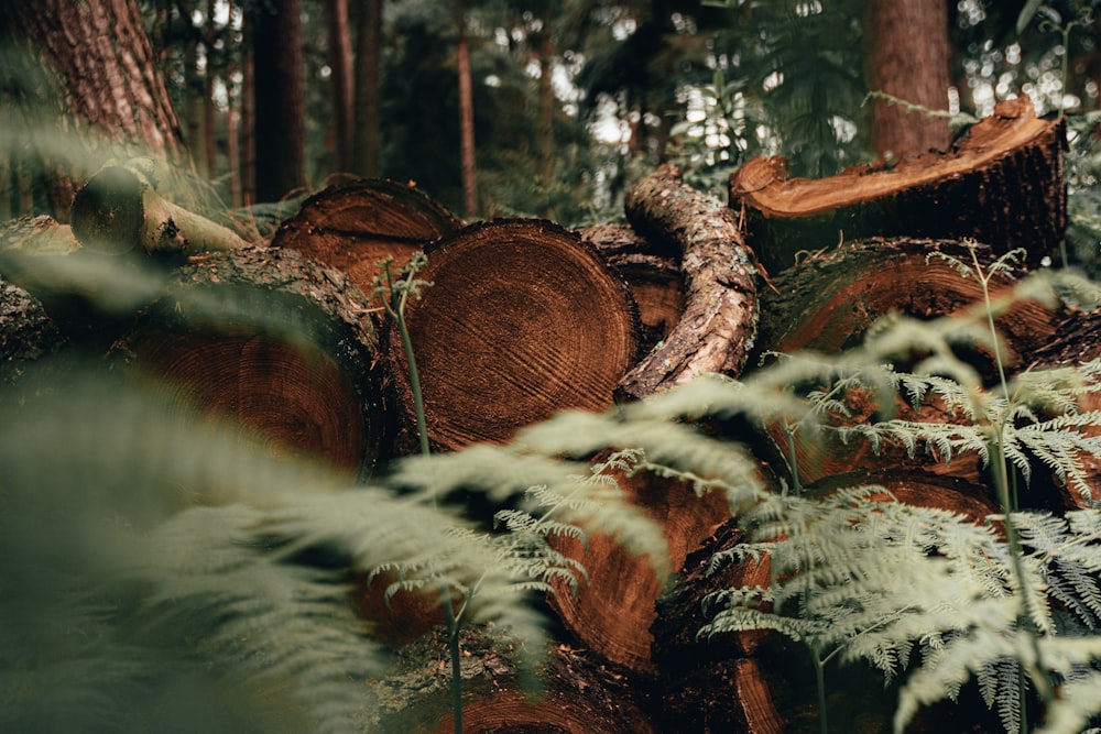 close-up photo of cut wood logs on forest