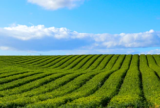 green field during daytime