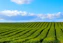 green field during daytime