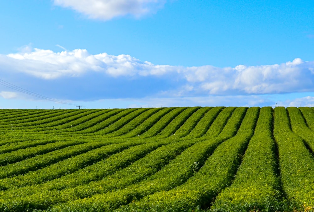 green field during daytime