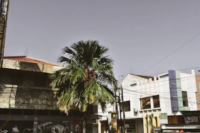 Wide shot of a street in Asmara showcasing eclectic building styles.