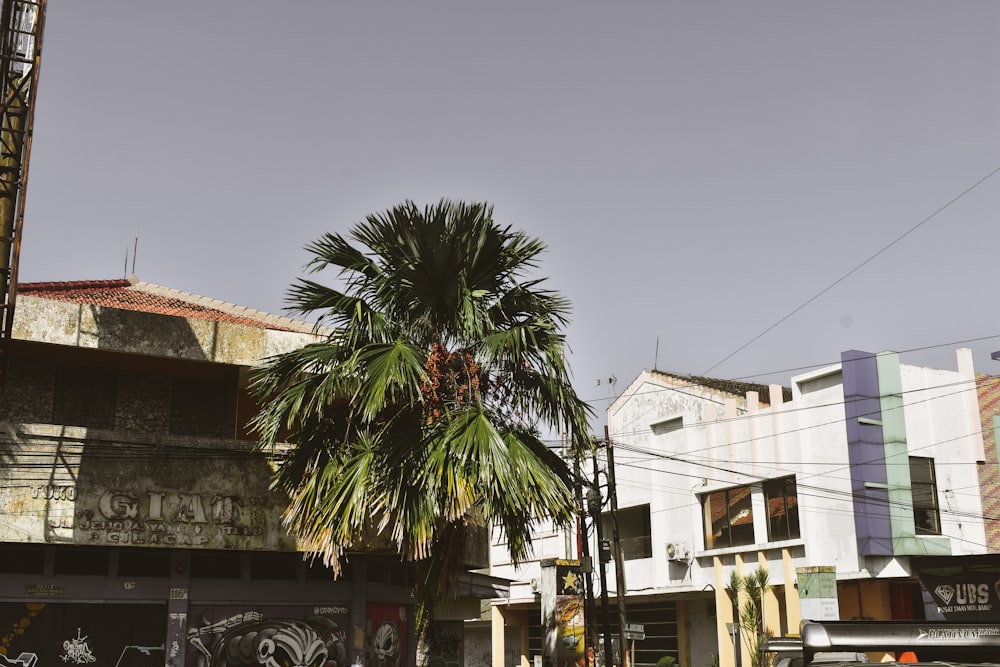 low angle photo of palm trees