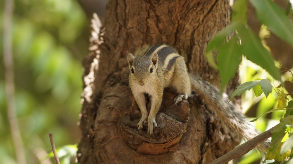 brown squirrel on tree