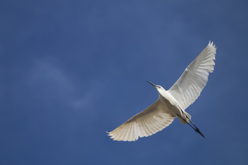 空中に浮かぶ白い鳥