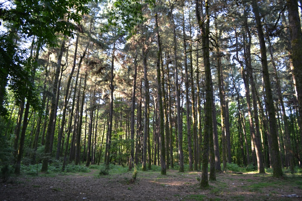 forest with tall and green trees