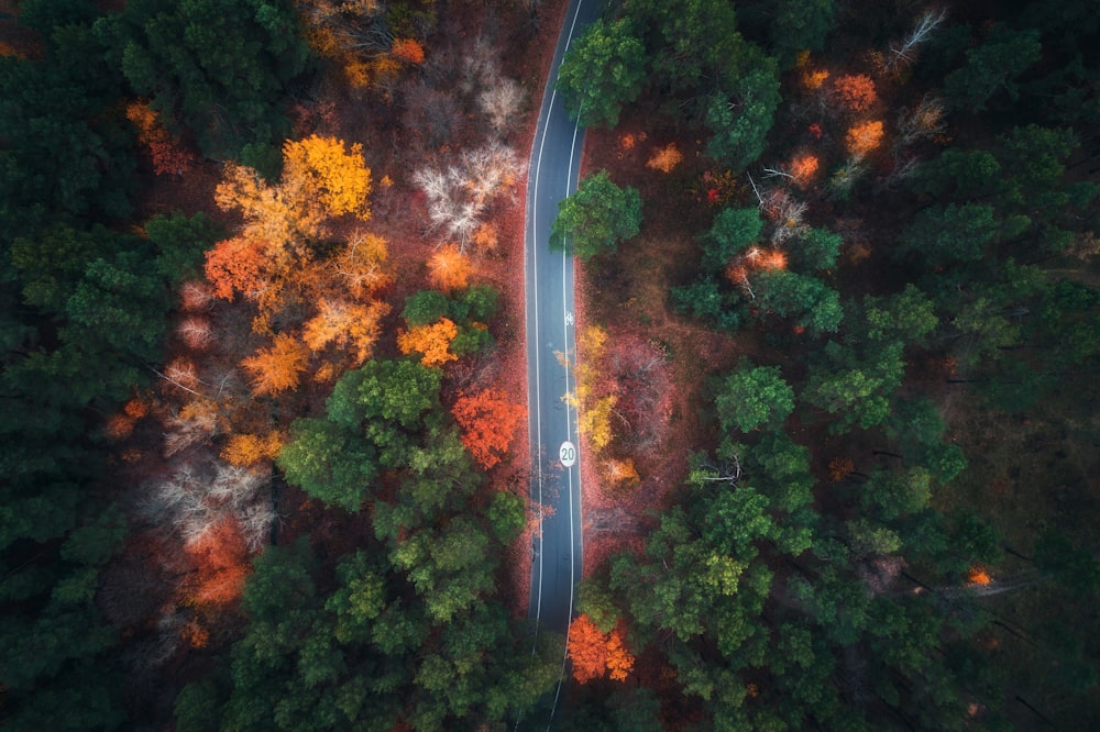 aerial photography of forest