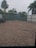A view through a mesh screen showing a backyard scene with sparse vegetation. Several palm trees and bushes are visible beyond a brown ground surface. The image is framed by fencing in the background.
