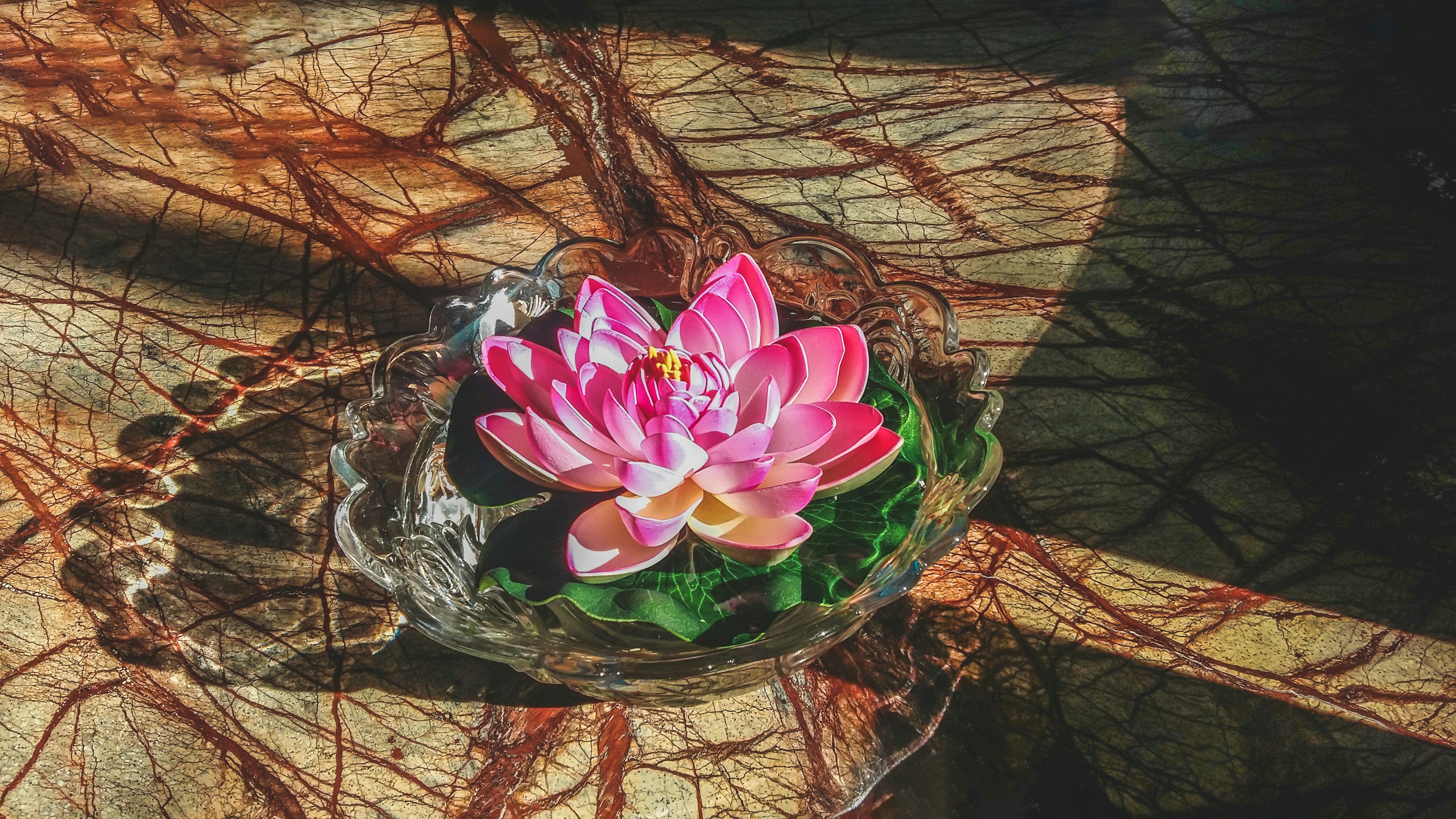 Củ hoa thủy tiên