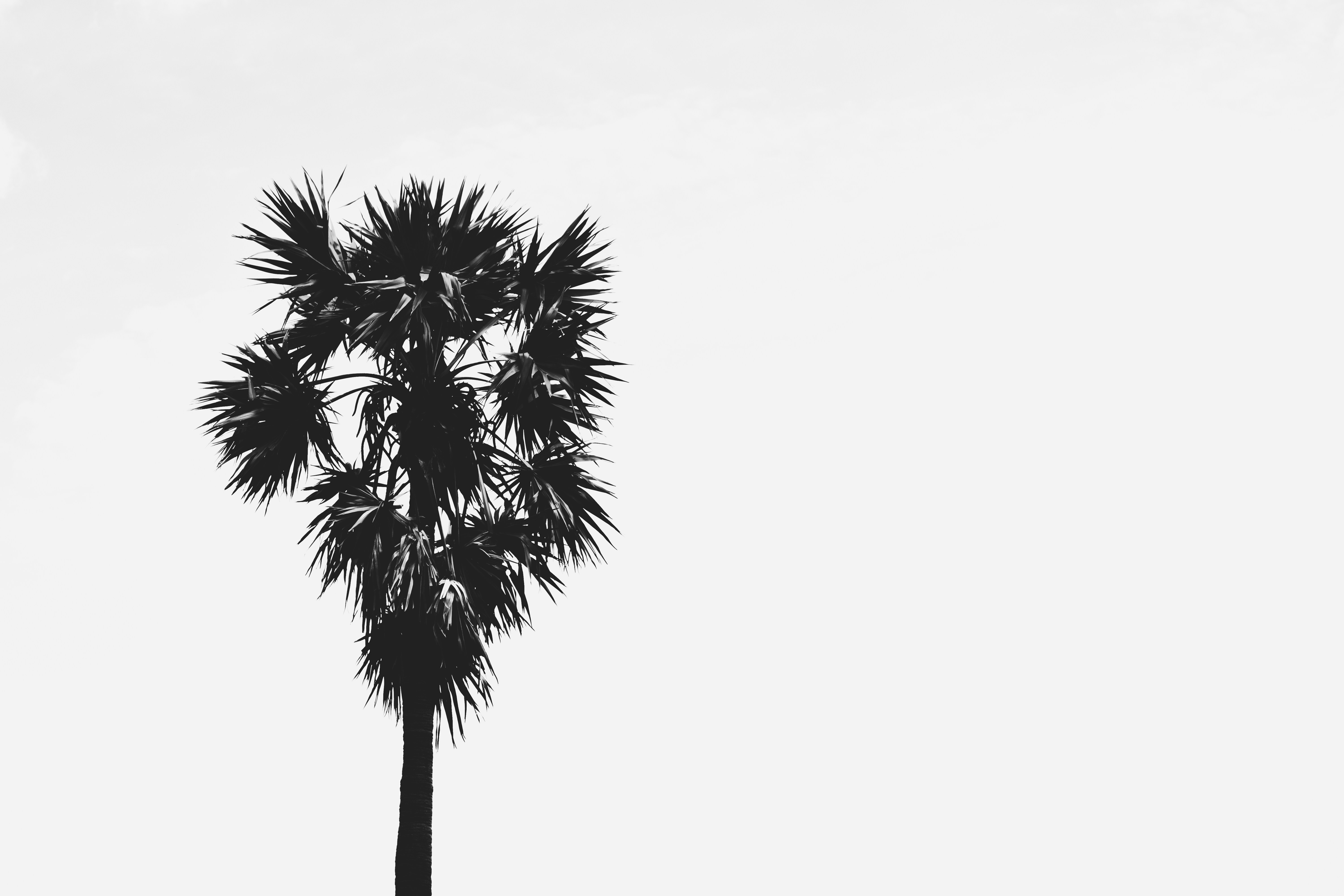 Photo by venkatkrishnazoom