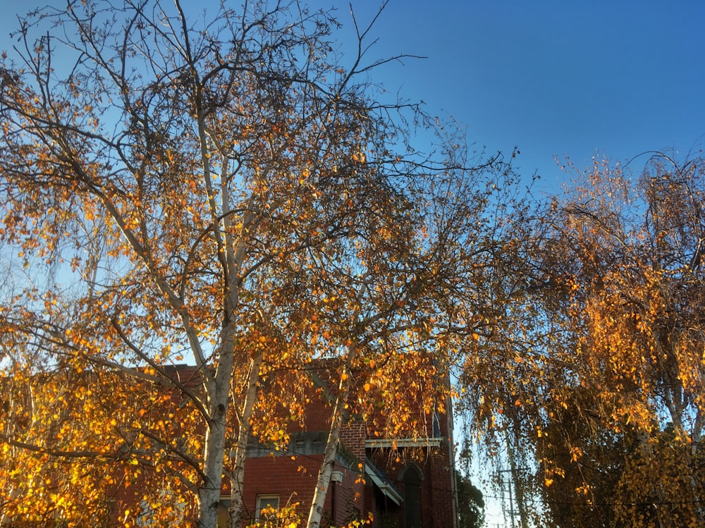 green-leafed tree