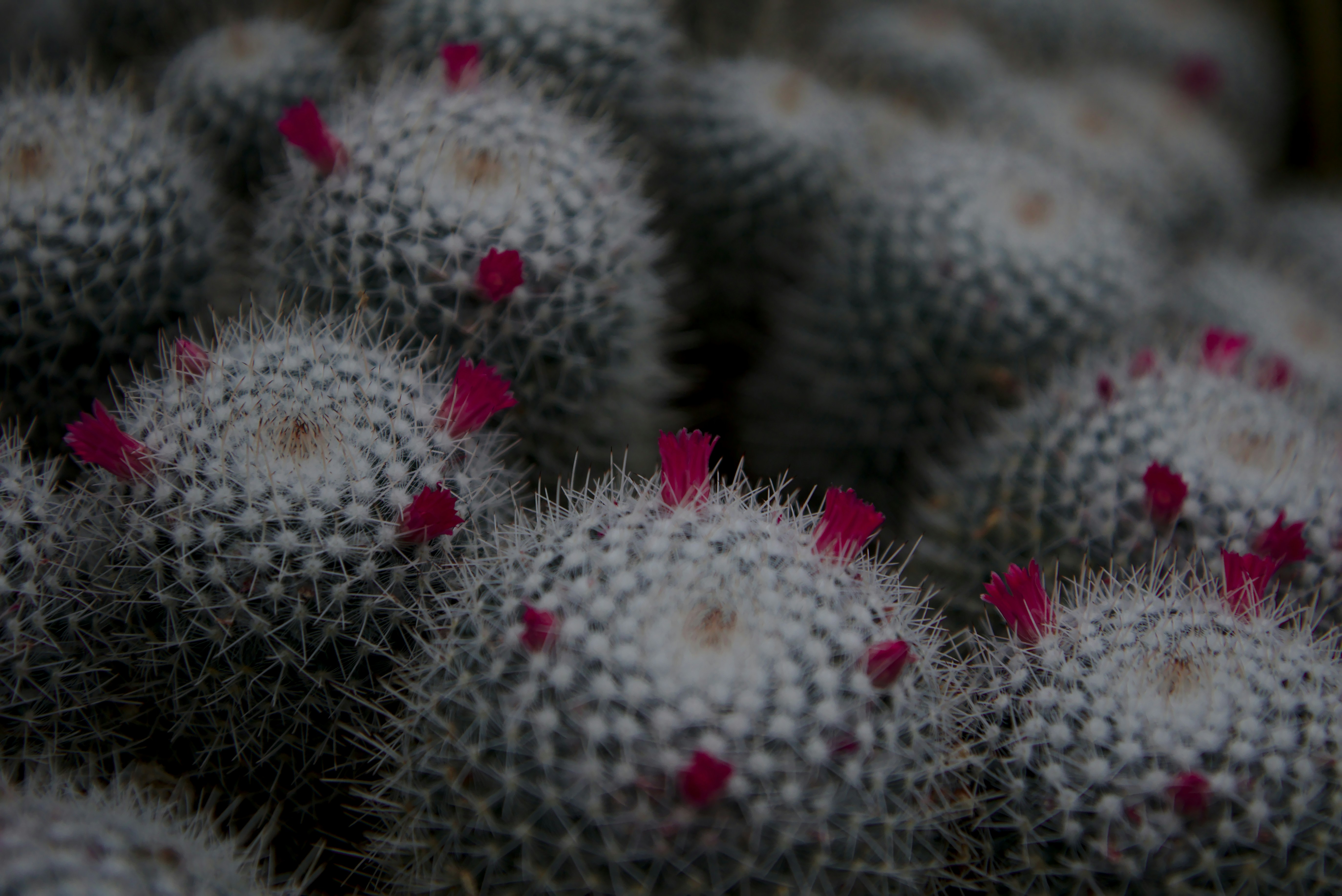 Photo by nicolasdc20