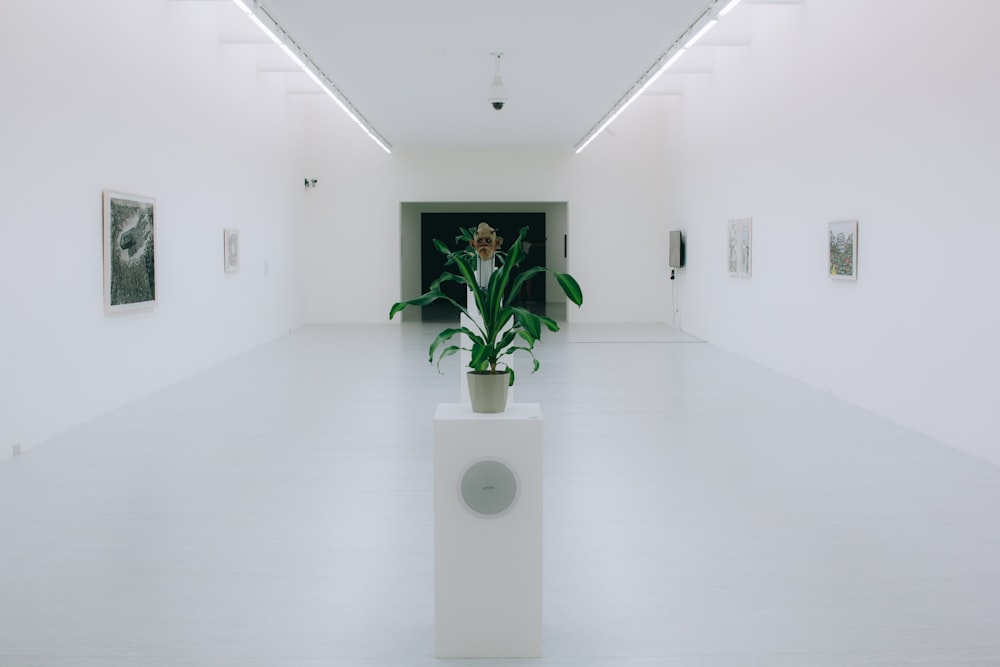 linear-leafed green plant on white pot on white wooden stand