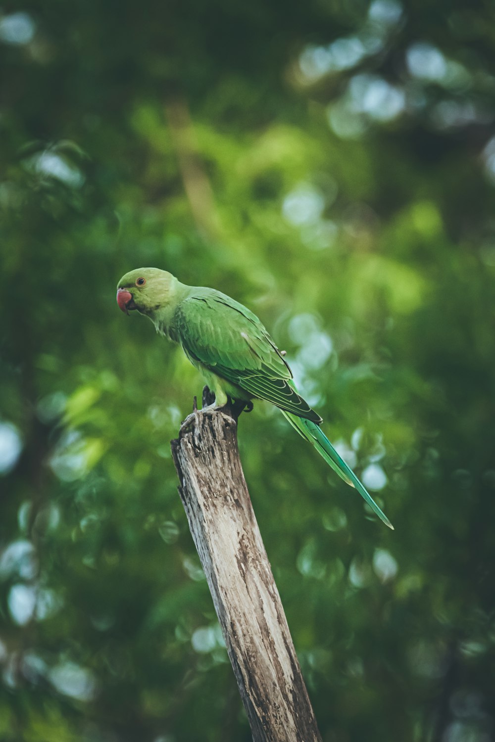 Selektive Fokusfotografie von Papageien