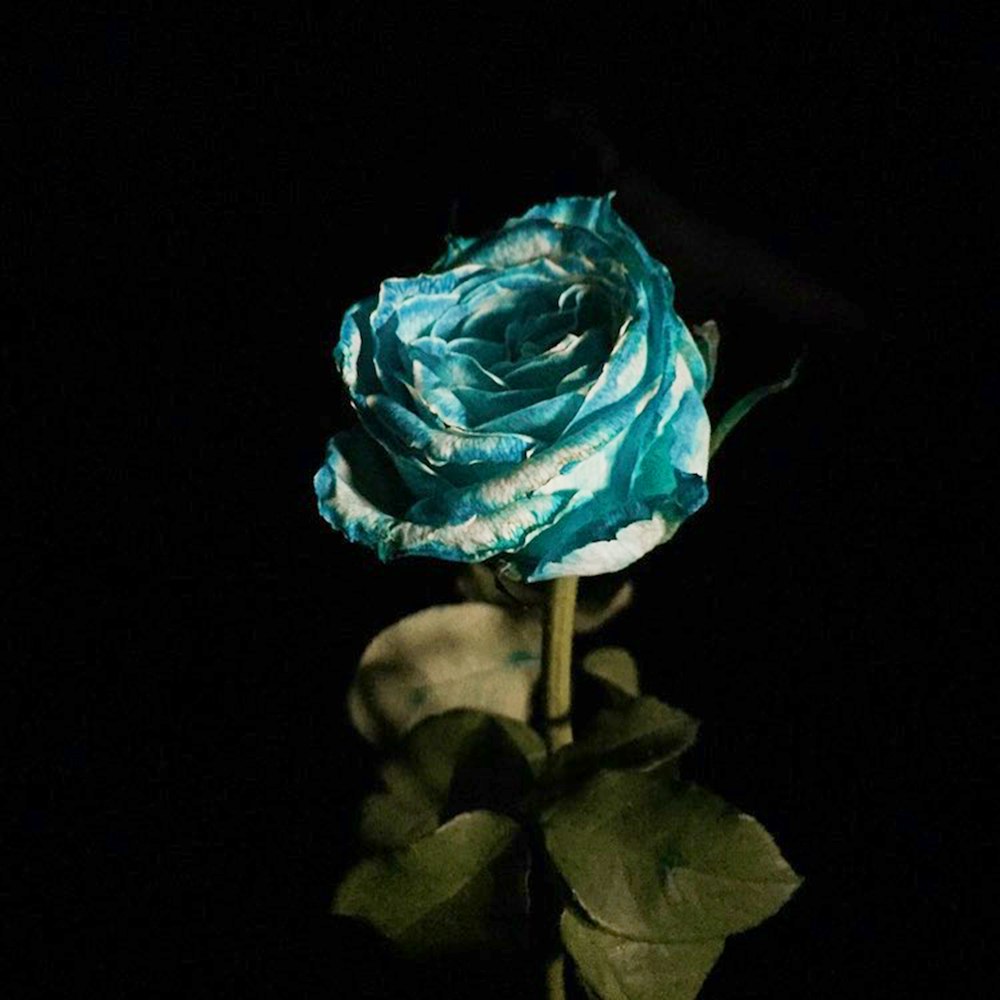 blue rose in bloom