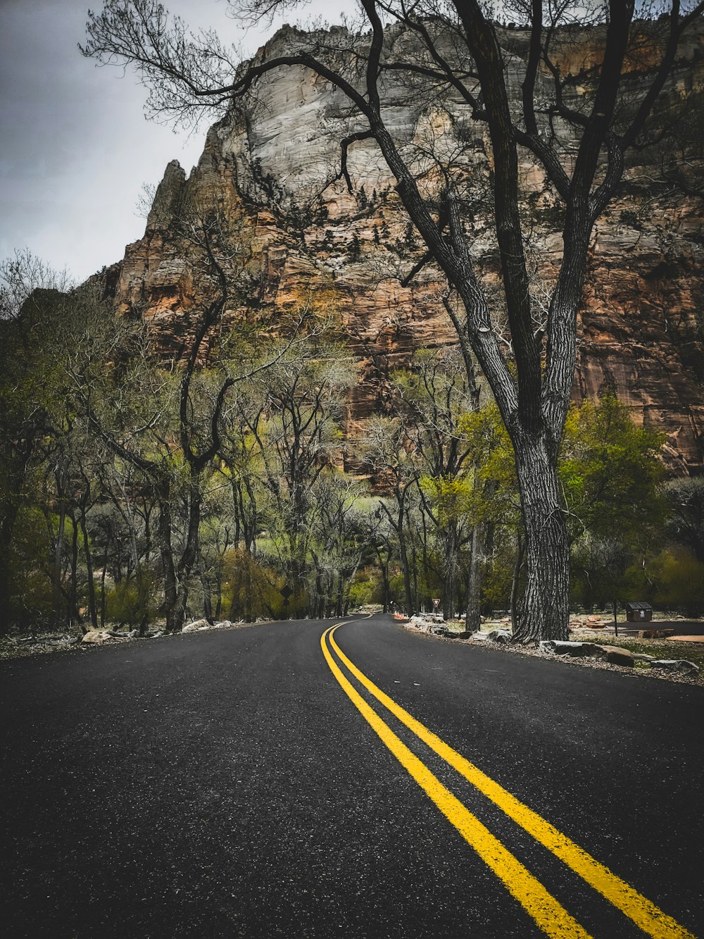 gray road near bare trees