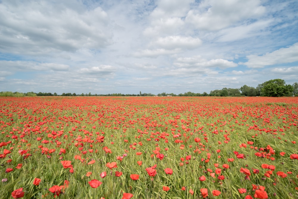 bed of common poppy flowers