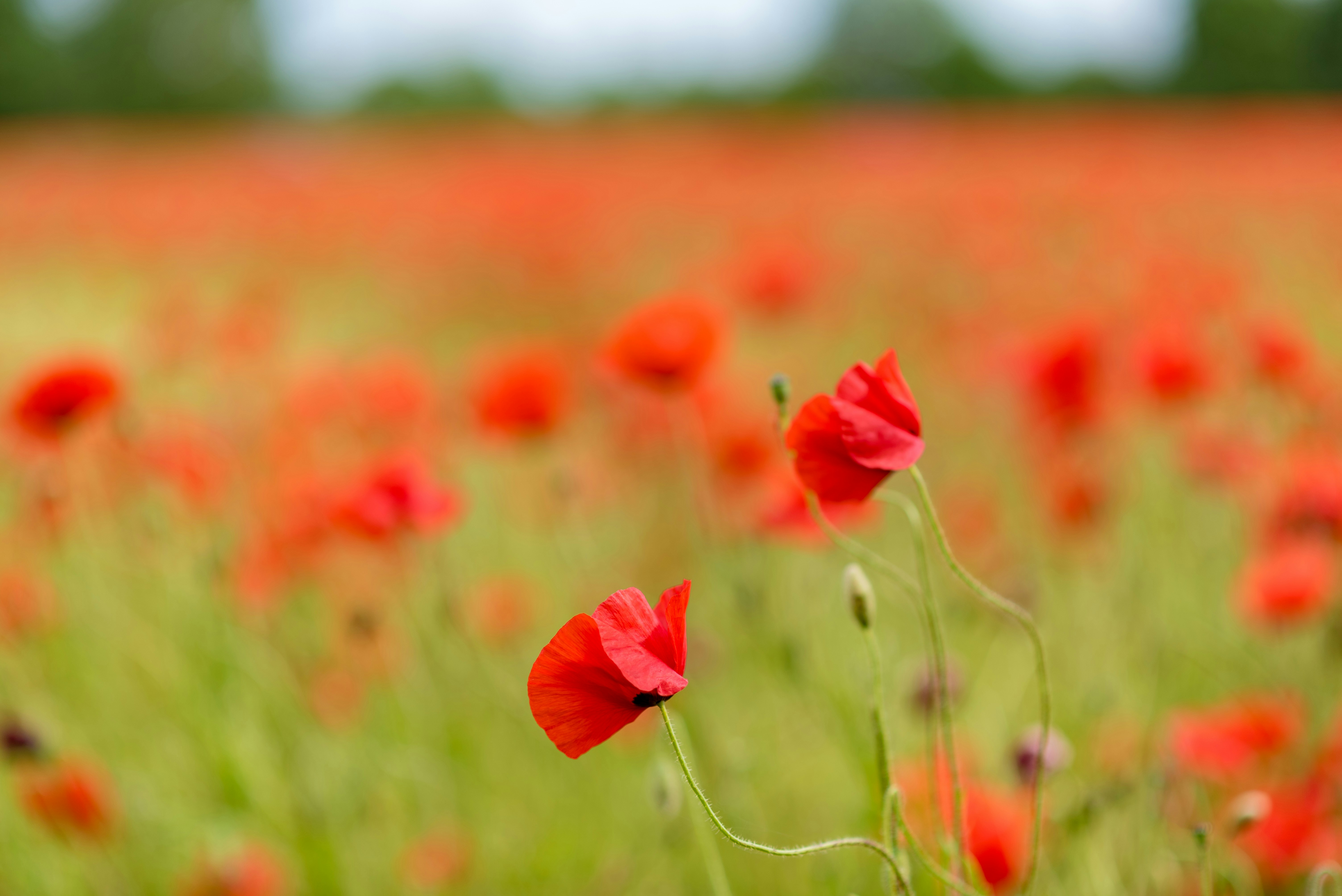 Photo by jeanlucbenazet