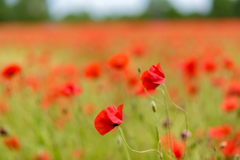 selective focus photography of red poppy flower field