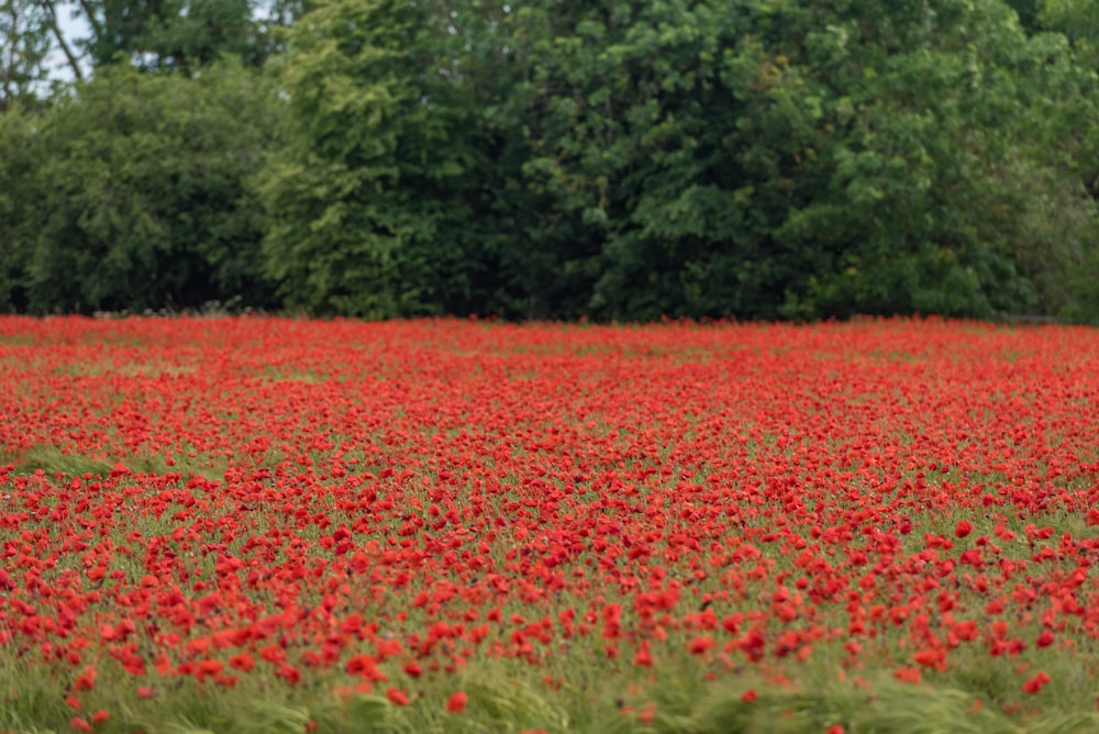 red flower field