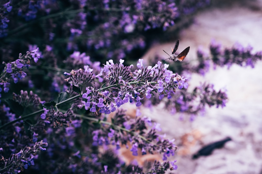 紫色の花に蝶