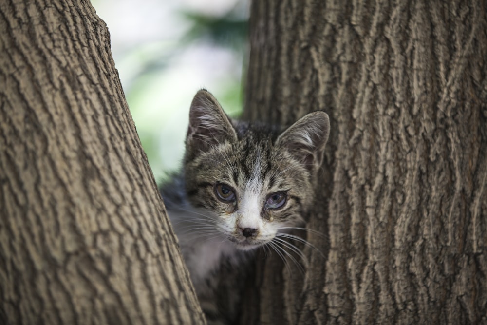 brown tabby kitten on tree