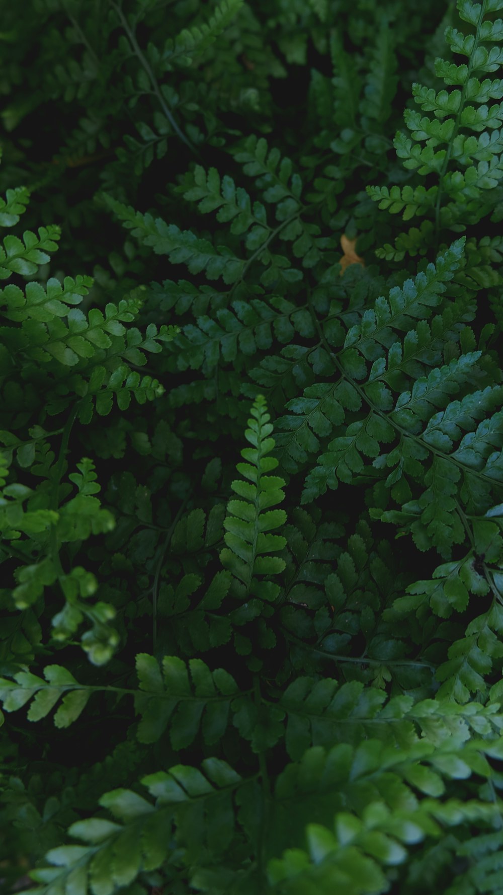 green ferns