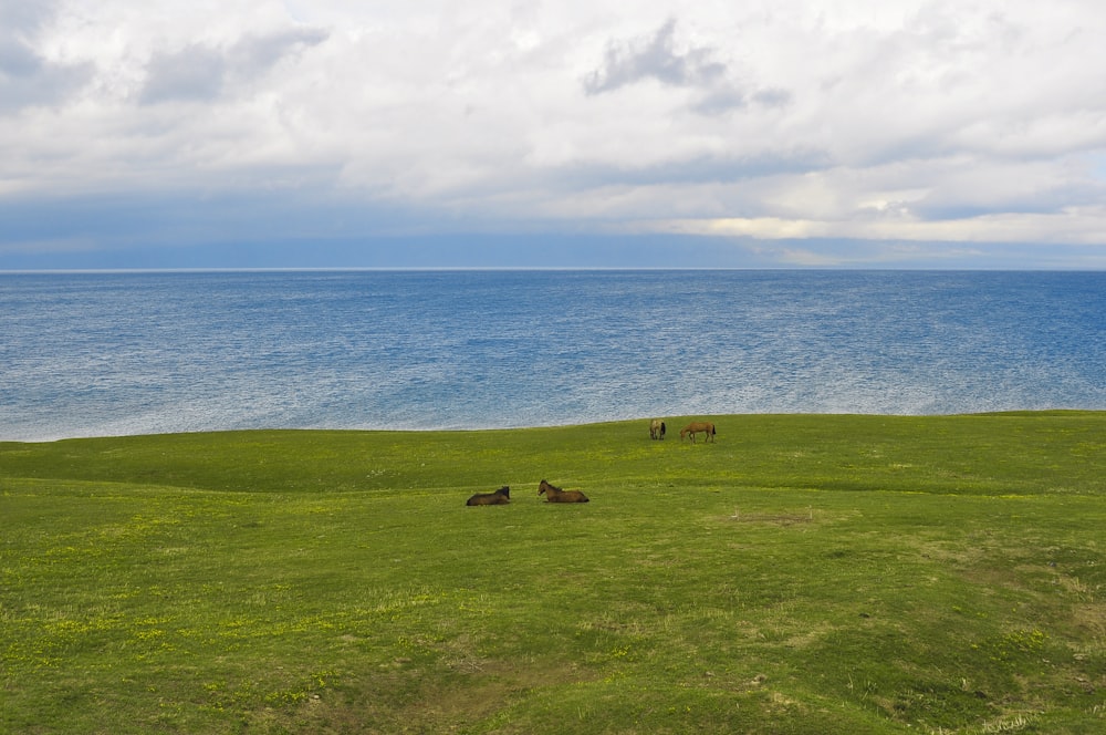 four horses standing on grass field