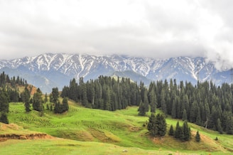 A lush green landscape with rolling hills, dotted with tall evergreen trees. In the background, majestic snow-capped mountains tower under a sky filled with dense, gray clouds.
