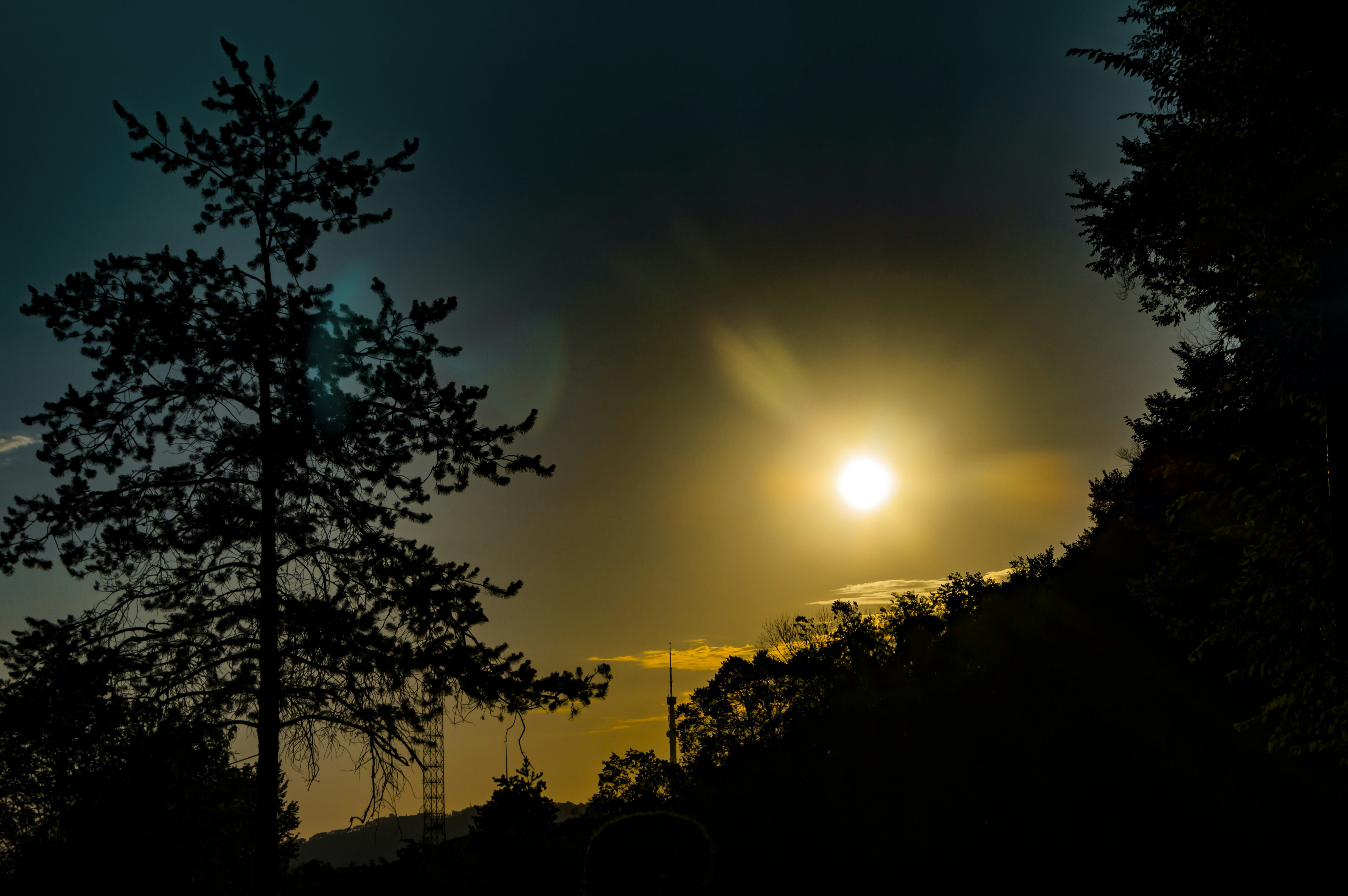 silhouette photography of trees during golden hour noir zoom background